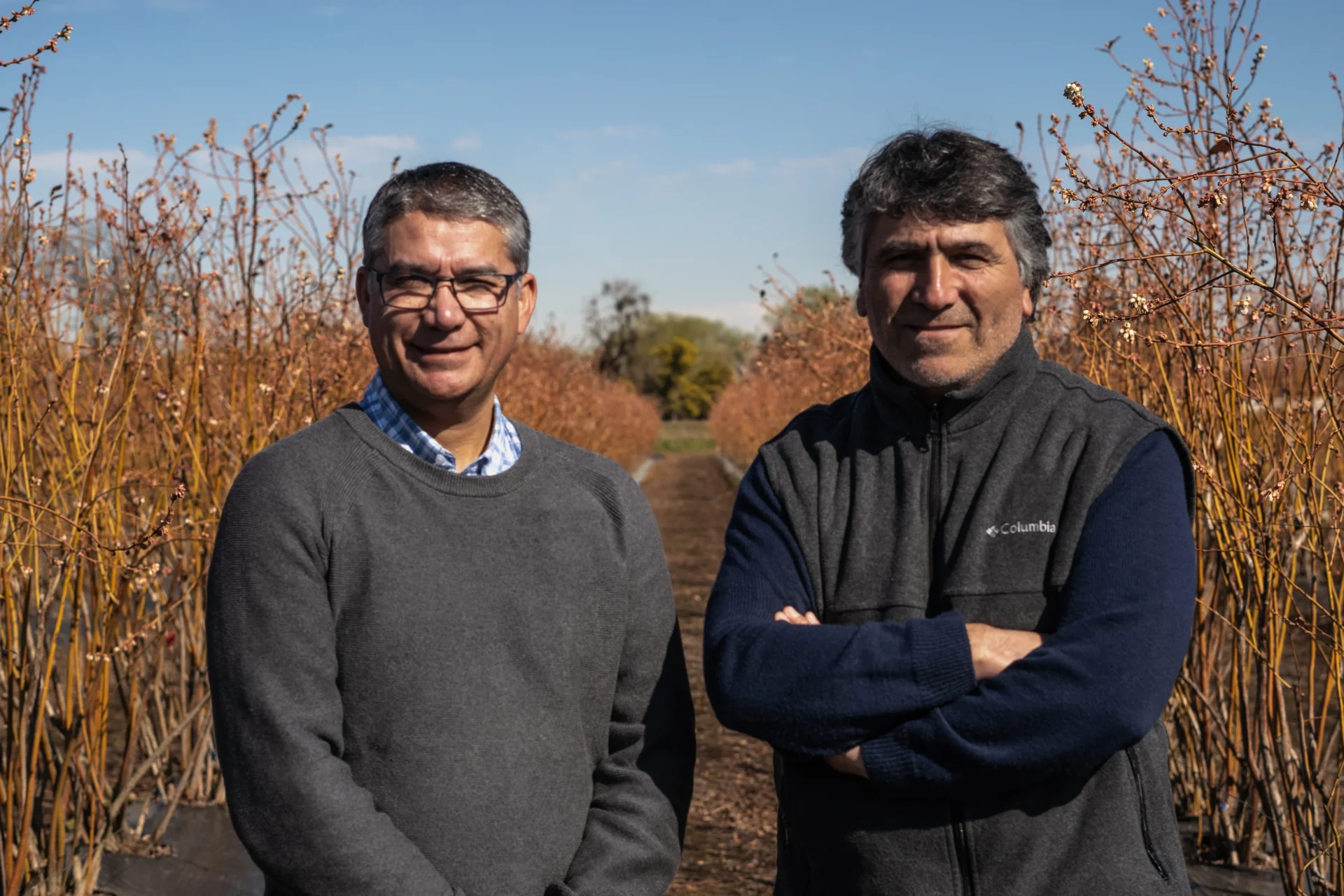 Javier Vera y Patricio Padilla en una de las hileras del huerto Frutos de Ñuble
