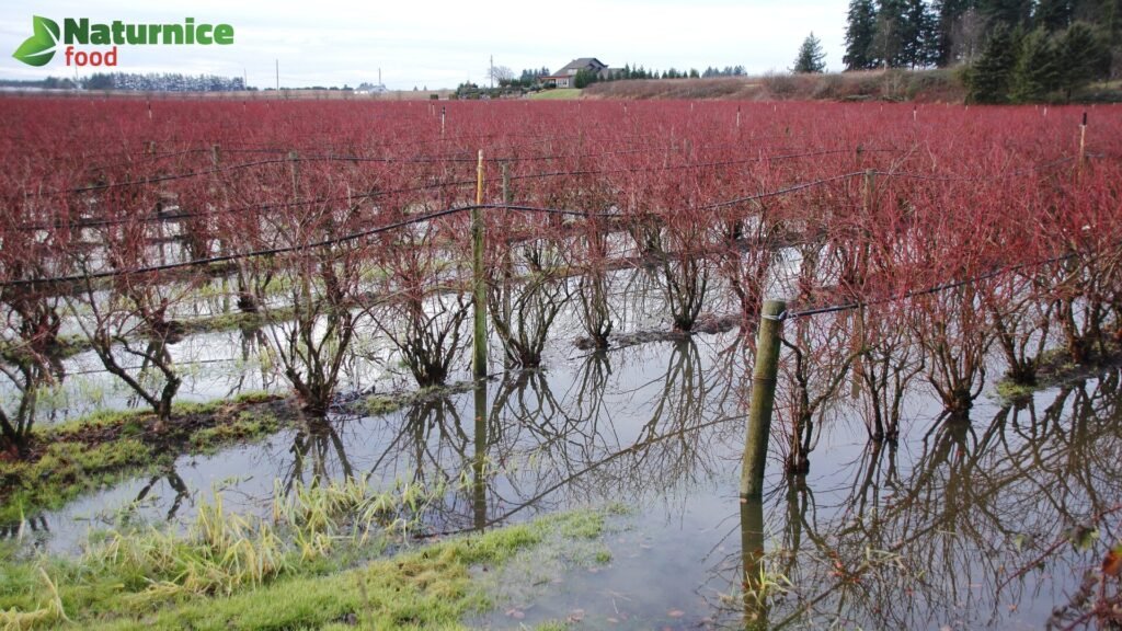 Plantación de arándanos inundada por impacto de las lluvias
