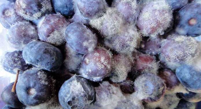 botrytis en los arándanos por impacto de las lluvias