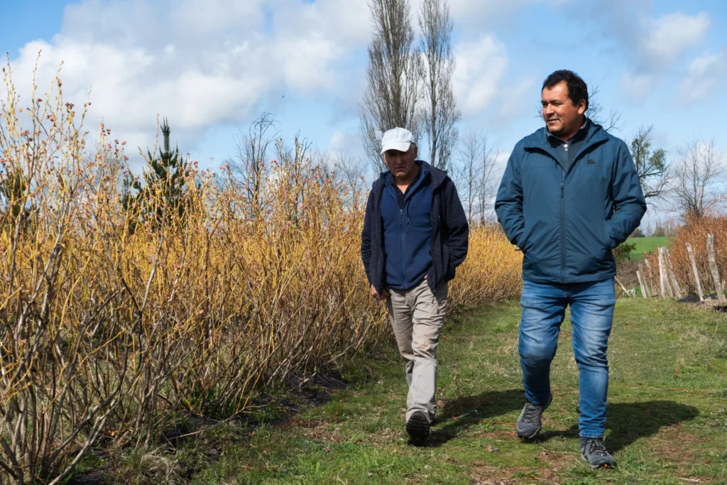 Nuestro agrónomo y Carlos Torres recorriendo el campo