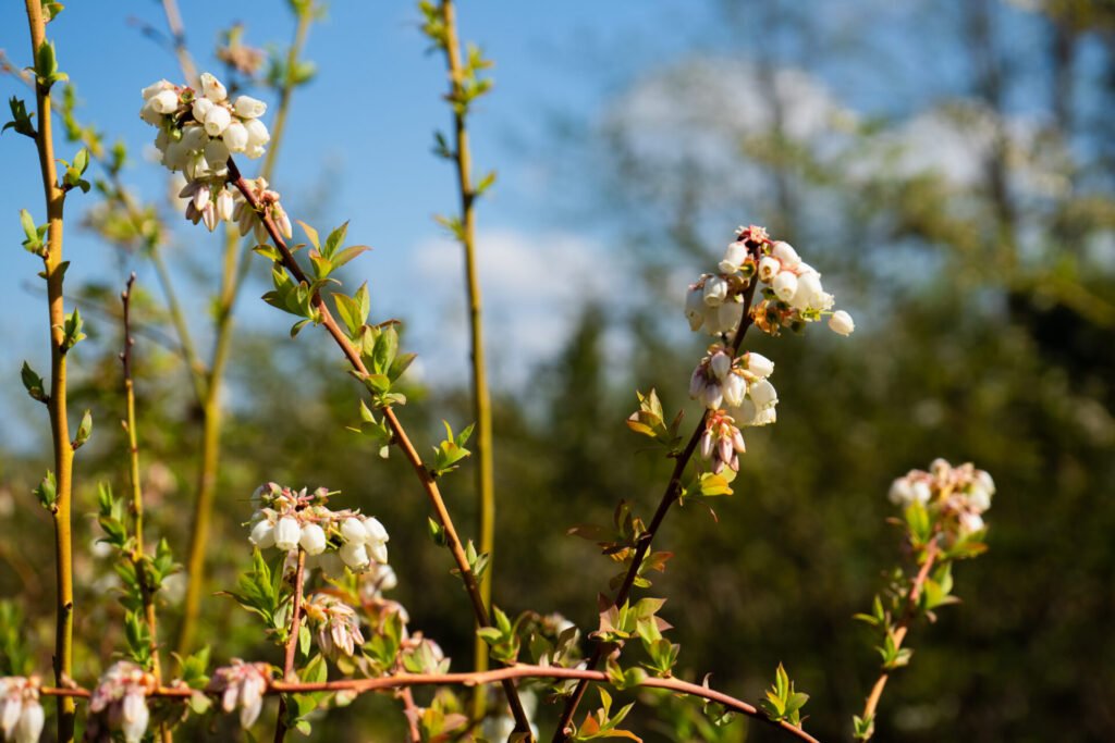 flores de arándanos