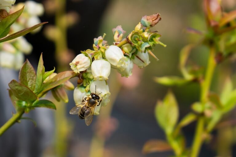 planta de arándanos en floración