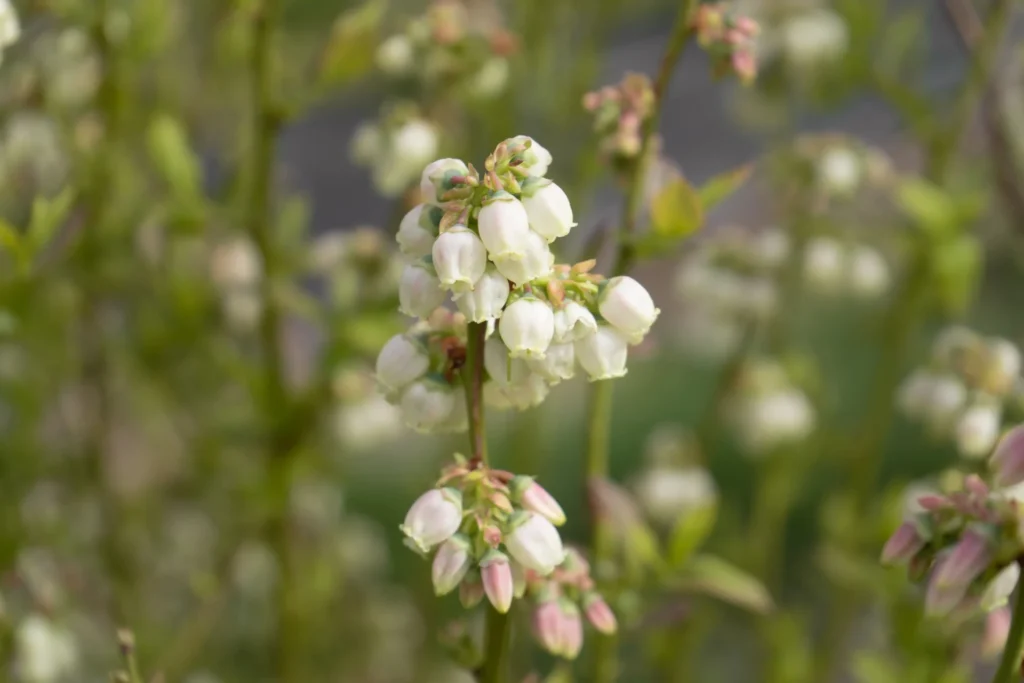 Arándanos en la etapa de floración
