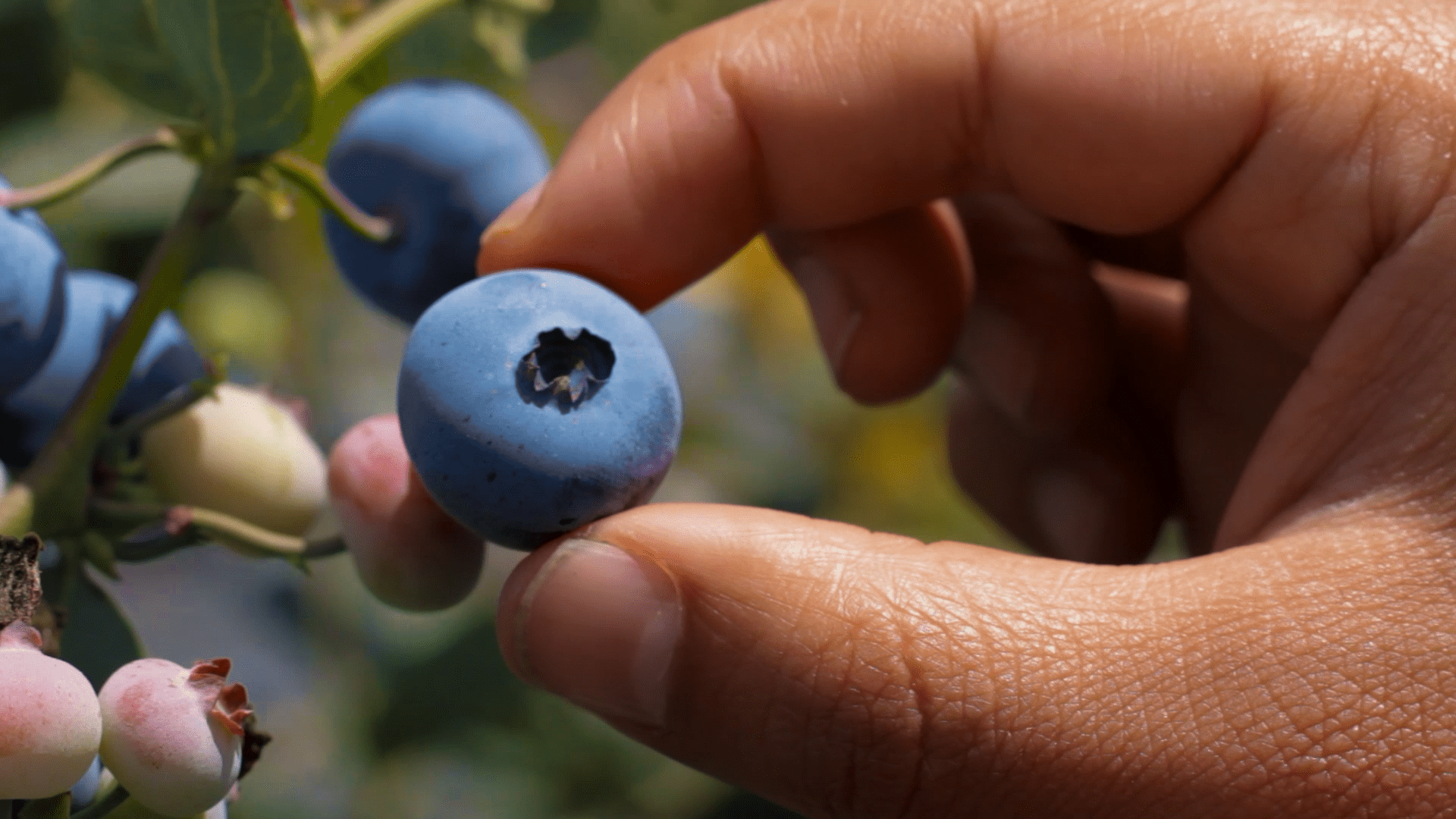 Cosecha manual de arándanos en Naturnice