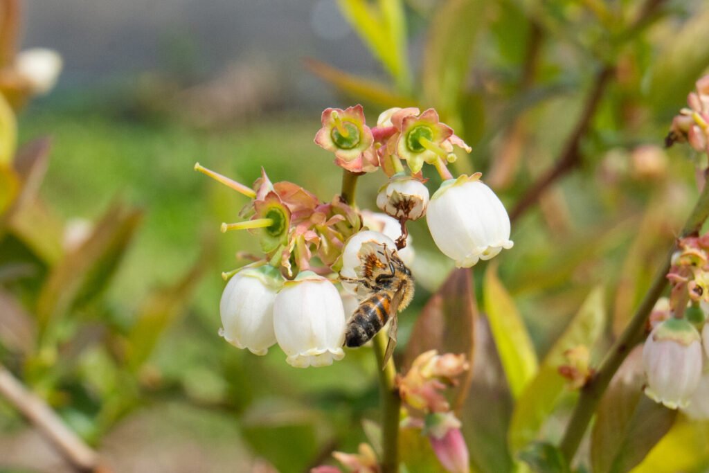 flores de arándanos con una abeja