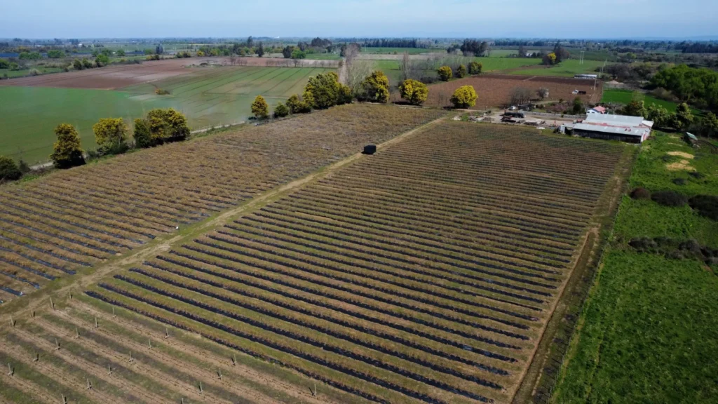 campo de arándanos de javier vera