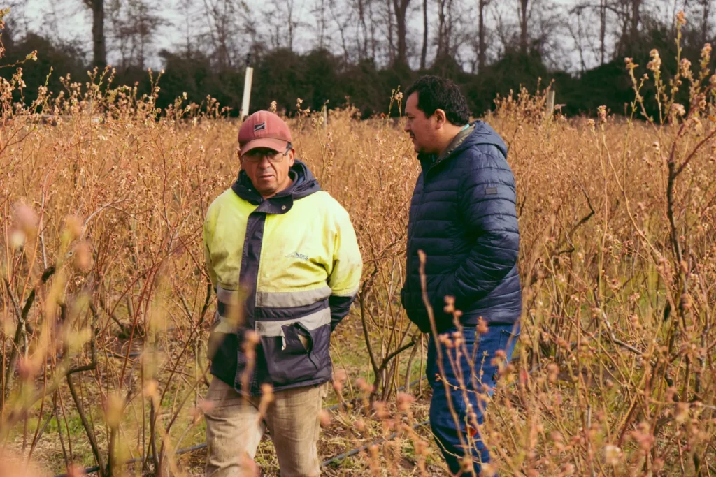 Campo de arándanos Los Encinos