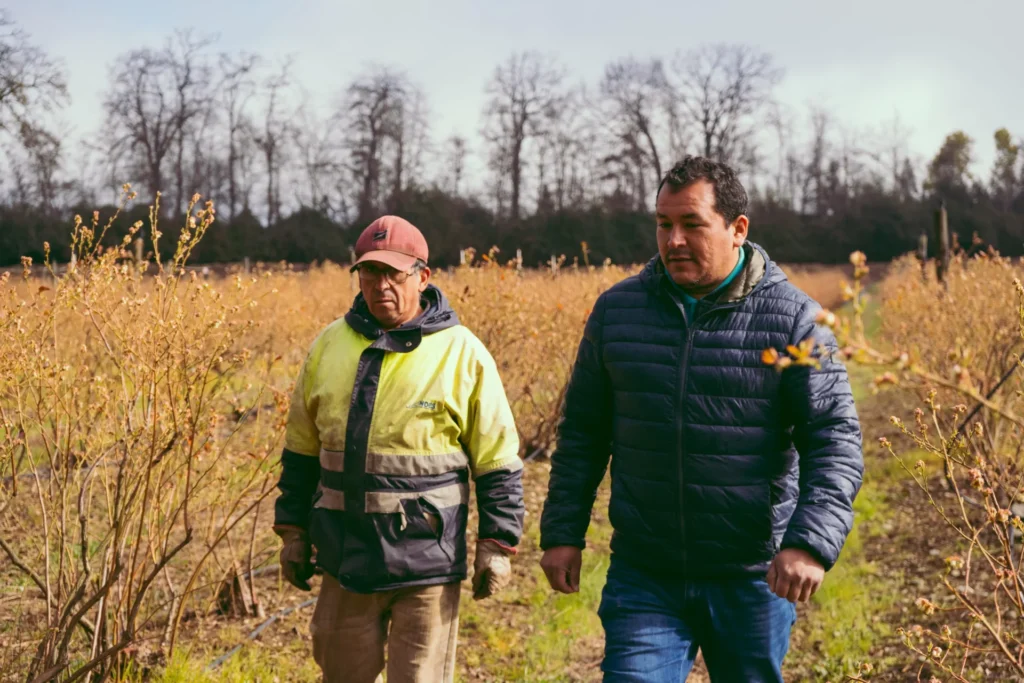Campo de arándanos Los Encinos