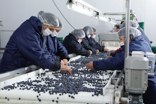 Línea de empaque de arándanos siendo operada